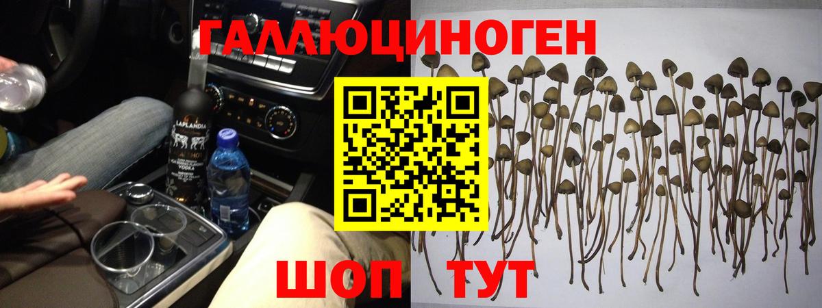 Псилоцибиновые грибы Psilocybe Заводоуковск