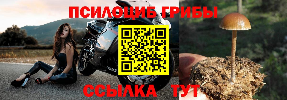 Псилоцибиновые грибы Psilocybine cubensis  Псилоцибиновые грибы Cubensis  Заводоуковск 